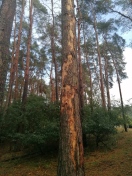 Foto: Trockener Baum, Umsturzgefährdeter Baum am Spielplatz 